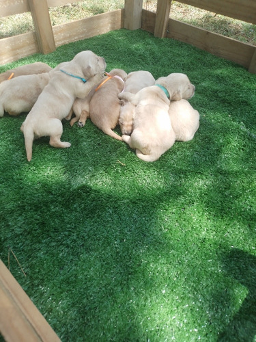 Imagen 5 de 7 de Cachorros Golden Prontos A Entregar En Diciembre! Reserva Ya