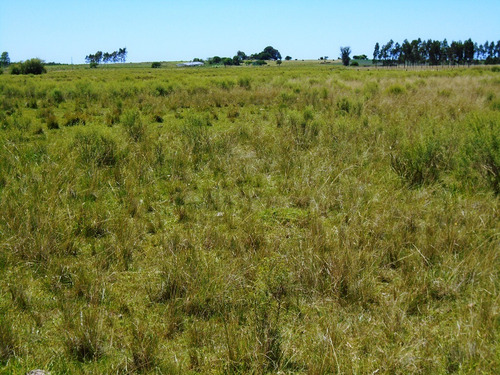 Imagen 15 de 17 de Campo 15 Has Con Aguada Permanente Tala Canelones