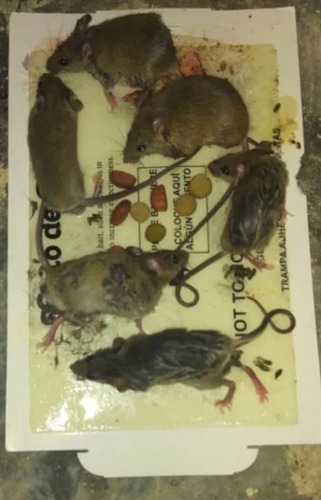 Trampa De Pega Para Ratones Paquete De 6 Unidades