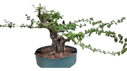 Pre Bonsai Gmelina