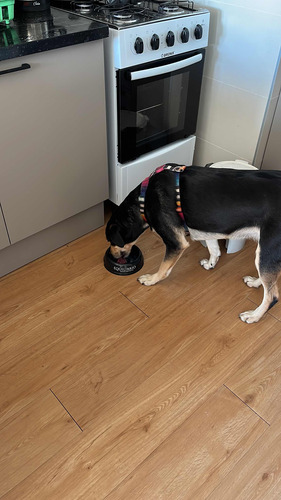 Hotel Para Tu Mascota Perro/gato ( $ 800 Por Día )