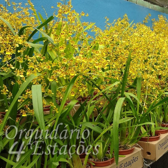 Orquidea Oncidium Sphacelatum | MercadoLivre 📦
