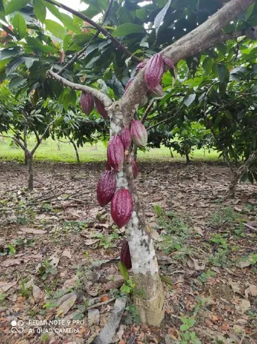 Finca En Venta Las Lapas