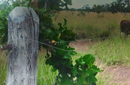 Imagen 6 de 8 de Tierras Para Engorde De Ganado En Guarico