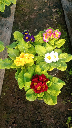 Primula Primavera M12 Cajón X 10 Plantas Varios