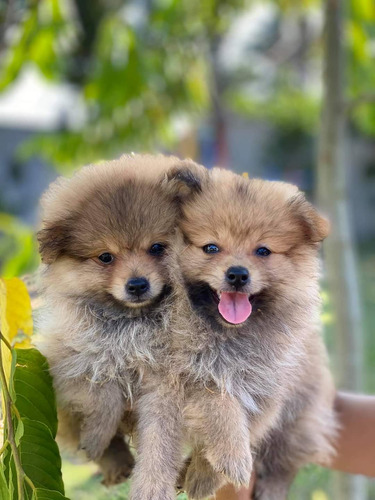 Cachorros Pomerania Cara De Oso