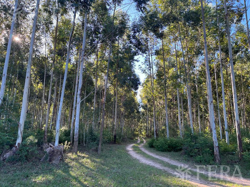 Venta De Campo En Santa Rosa - Concepción, Corrientes (31547)