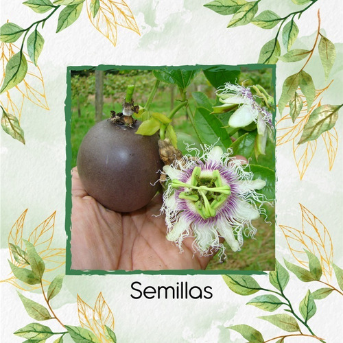 30 Semillas De Passiflora Pinnatistipula