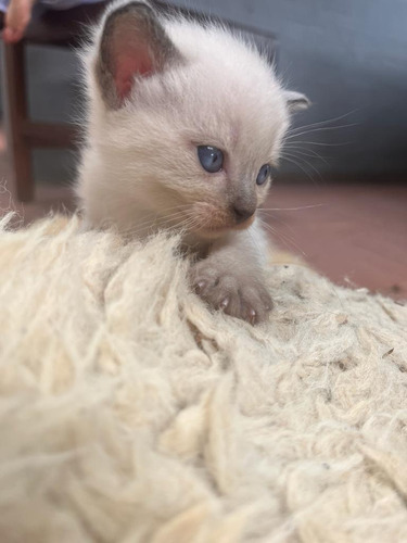 Vendo Hermosos Gatitos Himalayas, Tengo 3 Hembritas 2 Machos