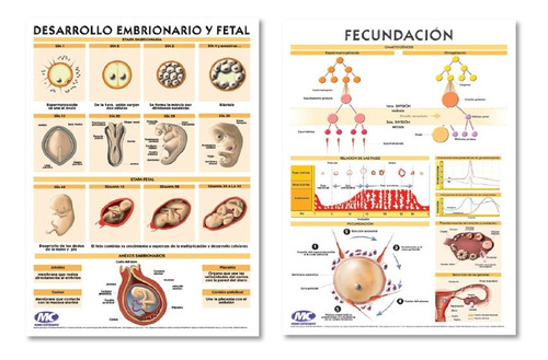 Lámina Mural Mc 72x102cm Bifaz Desarrollo Embrionario-fetal