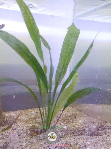 Decoración P/acuarios Amazona Espada Echinodorus X3 Tallos