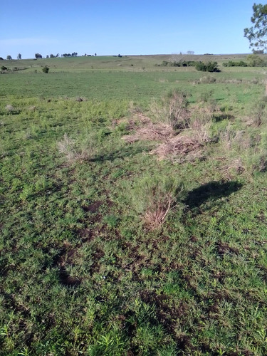 Campo Agrícola Ganadero En Canelones