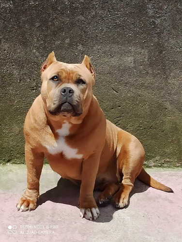 American Bully
