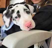 Comprar Cachorros Gran Danés