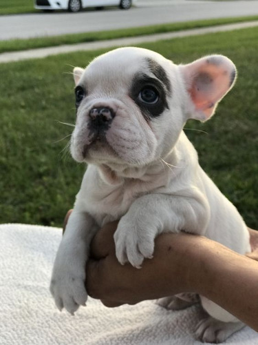 Cachorros Bulldog Francés Perros Sogamoso Boyacá 