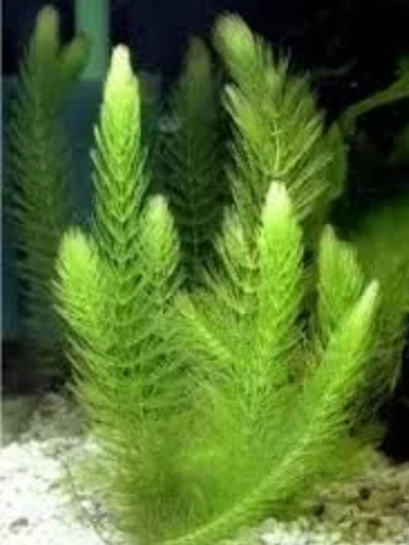 4 Mudas Rabo De Raposa Planta Planta Aquário Low Tech
