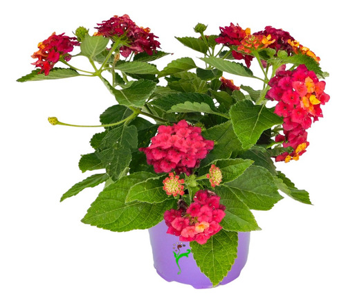 Lantanas Cuidados
