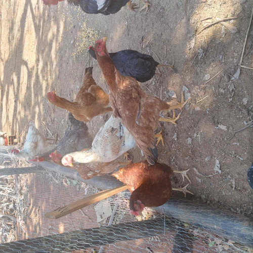 Imagem 3 de 5 de Ovos Férteis De Galinha Caipira Diversidades