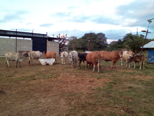 Se Vende Granja En El Estado Carabobo Ve02-1321carab-mtru