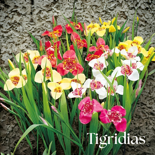 Bulbos Tigridias Colores Surtidos X5