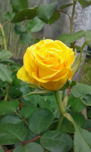 Rosa Amarilla Pimpollo Perfecto Hermoso Ejemplar P/decorar