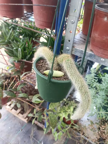 Planta Cactus Cola De Mono