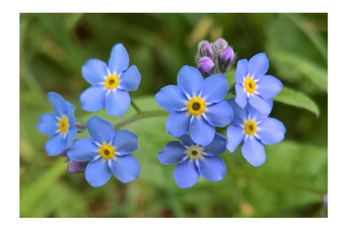 Semillas Flor No Me Olvides Myosotis Flores Azules