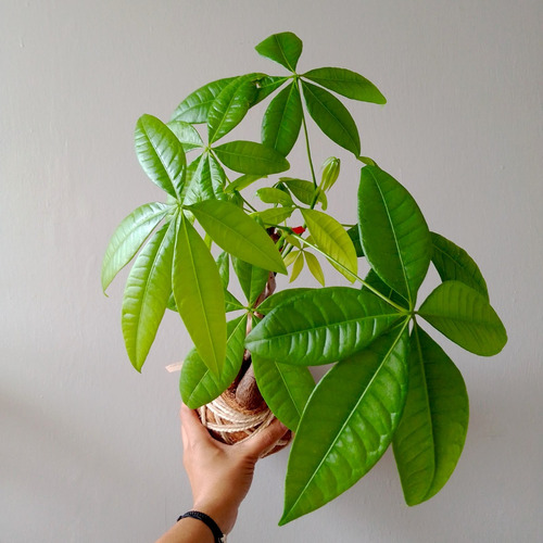 Imagen 2 de 3 de Pachira Acuática O Árbol Del Dinero En Kokedama