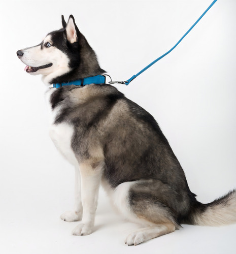 Collar Perro Microfibra Dogline Chico Azul Tamaño del collar S