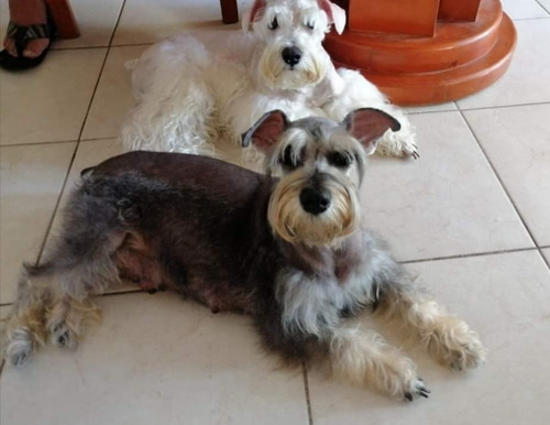 Schnauzer Barbon Amigable Machos Sal Y Pimienta