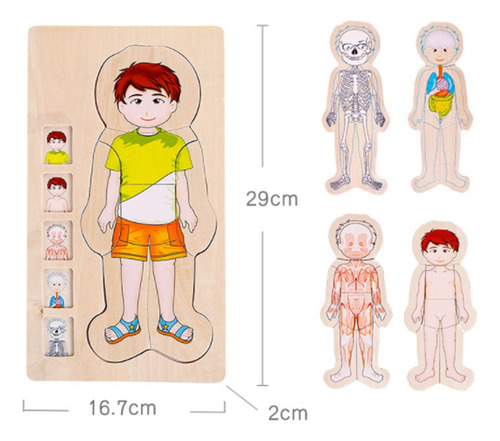 Estructura De Reconocimiento De Cuerpo Humano De Rompecabeza