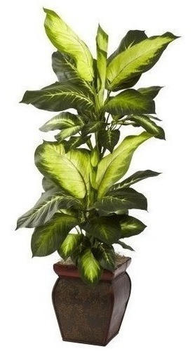 Dieffenbachia Dorado Casi Natural 6731 Con Verde Decorativo