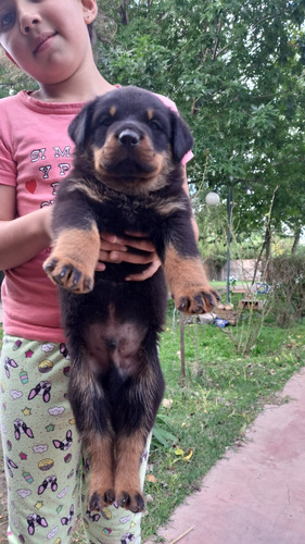 Cachorros Rot Puros