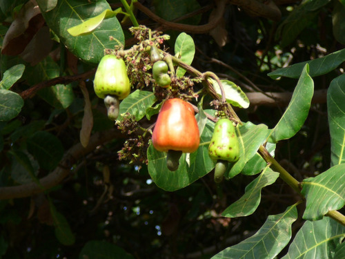 3 Semillas Marañon Nuez De La India - Anacardium Occidentale
