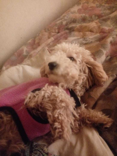 Imagen 3 de 4 de Mi Guardería Canina. Funciona En Mi Casa. En Familia
