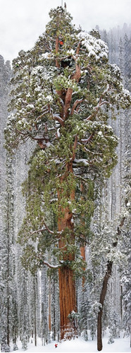 16 Semillas De Sequoiadendron Giganteum - Secuoya Gigante
