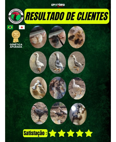 Ovos De Galo Mura Costeiro E Barrigueiro - 100% Apurados