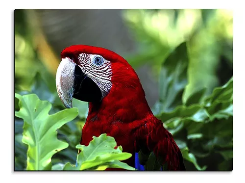 Cuadro Animales Loro en el Palo - Cuadros Decorativos Malu