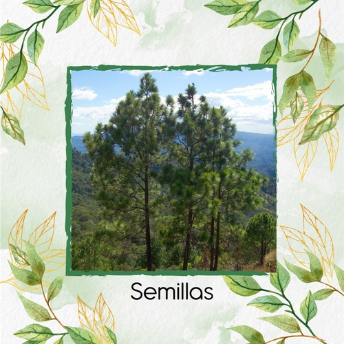 40 Semillas De Pinus Ocarpa