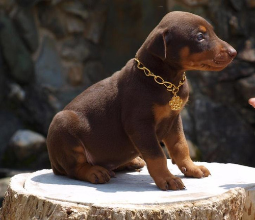 Cachorros Doberman