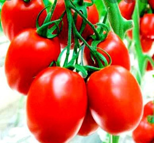 Semillas Tomate Pera  Bella Huerta Epoca De Siembra