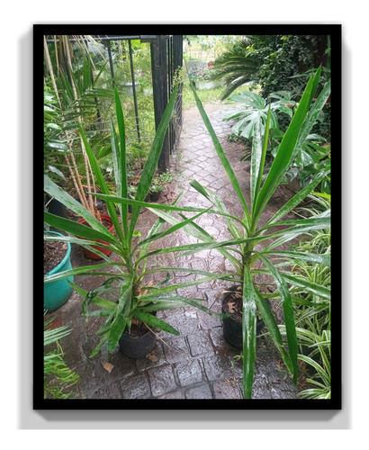 Yucca Tronco Interior Exterior Blanco