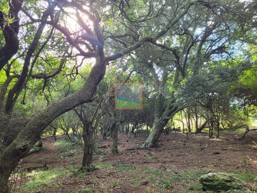 Imagen 18 de 25 de 20has De Campo Sobre Ruta 12 Pueblo Edén