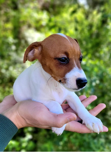 Jack Russel Terrier 