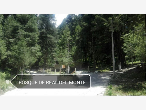 Imagen 8 de 12 de Terreno En Venta Dentro De Impresionante Bosque, Tenemos Lotes Escriturados!