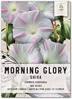 Paquete De 100 semillas, Shiva Morning Glory (ipomoea Purpur