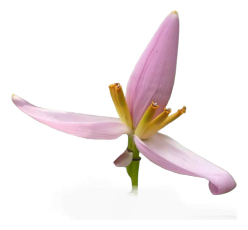 Planta De Musa Ornata (banano De Flor Rosa)