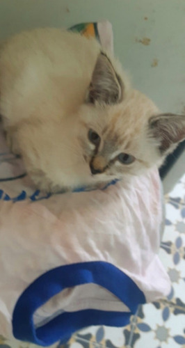 Gatinho Siamês Tabby Point Macho 4 Meses Lindão