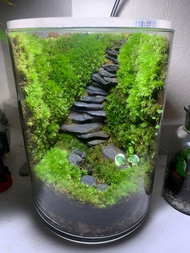 Terrario De Follaje Interior Con Luz Y Pulverizador - 24 Cm Verde