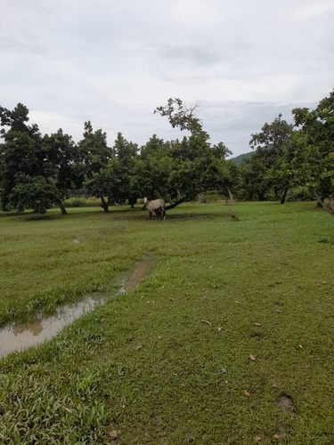 Imagen 25 de 30 de En Venta Finca En Ocumare De La Costa, Aragua